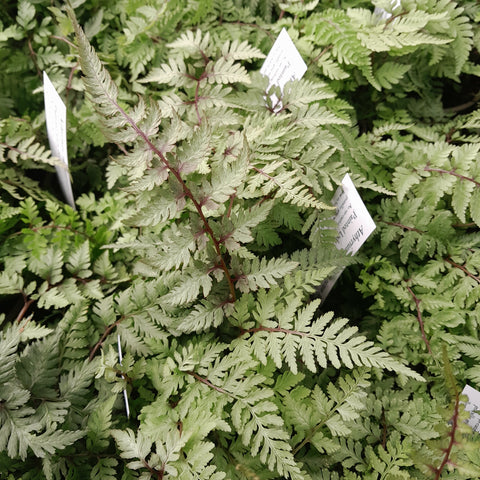 Athyrium niponicum pictum 'Metallicum'