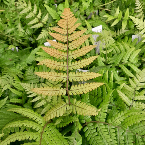 Dryopteris lepidopoda