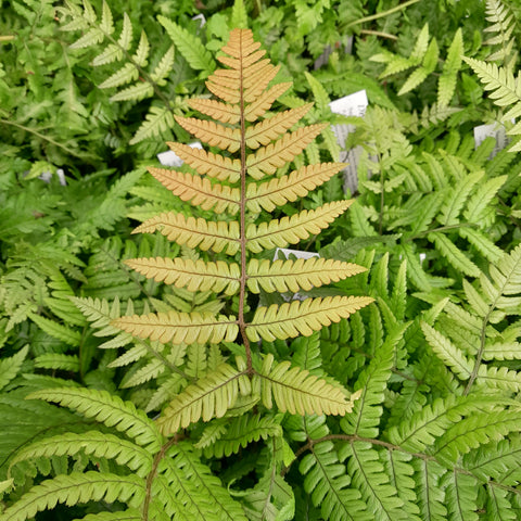 Dryopteris lepidopoda