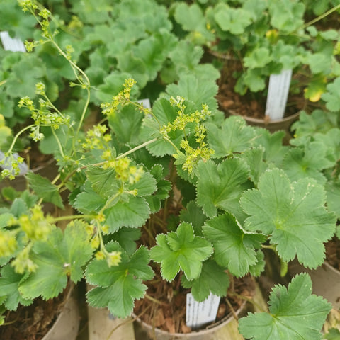 Alchemilla erythropoda