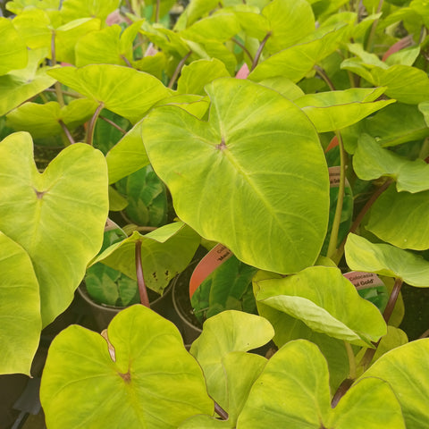 Colocasia 'Maui Gold'