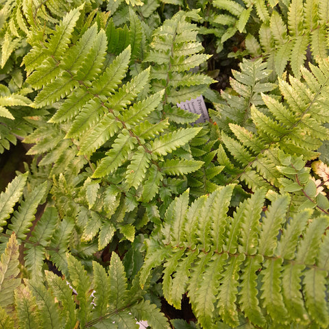 Dryopteris kuratae