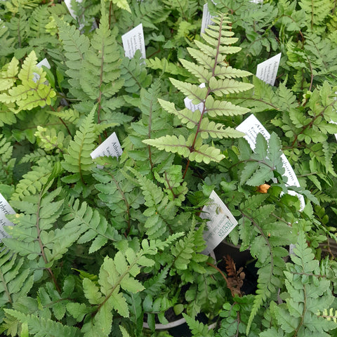 Athyrium otophorum var. okanum