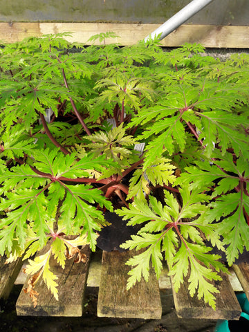 Geranium maderense