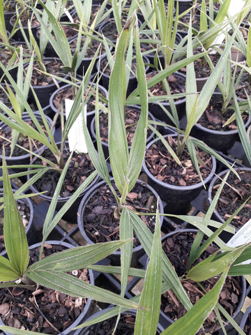 Rhopalostylis sapida