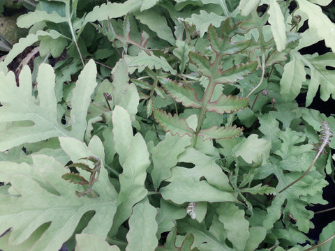 Onoclea sensibilis