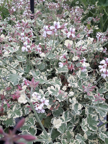 Pelargonium fragrans 'Variegata'