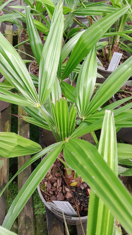 Trachycarpus fortuneii