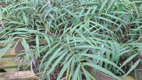 Mahonia 'Soft Caress'