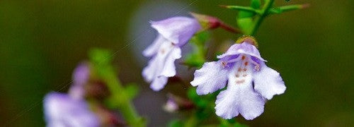 Lapageria rosea (Chilean Bellflower)