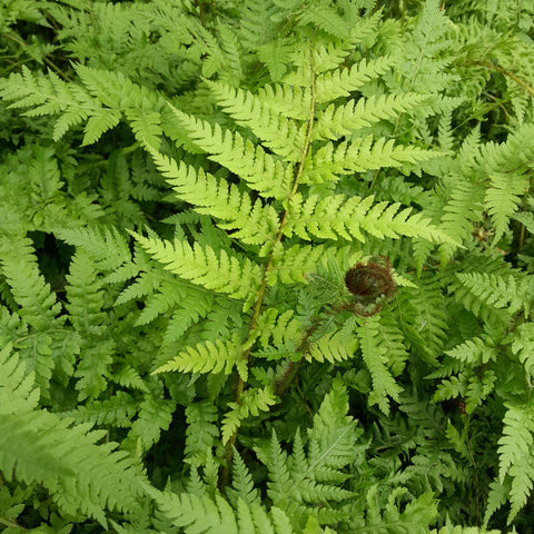 Cyathea cooperi