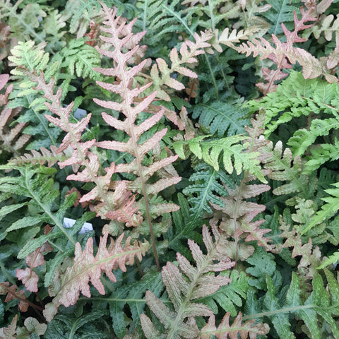 Doodia aspera 'Rough Ruby'