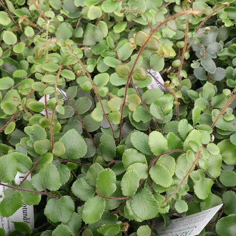 Pellaea rotundifolia