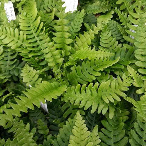 Blechnum spicant