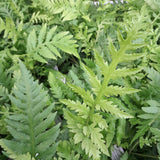 Woodwardia fimbrata