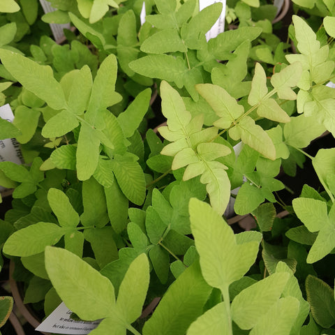 Osmunda regalis