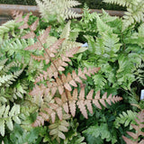 Dryopteris erythrosora var. koidzumiana