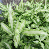 Pteris nipponica