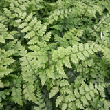 Polystichum yunnanense