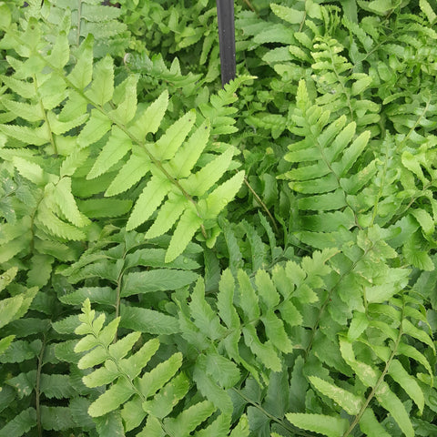 Polystichum munitum