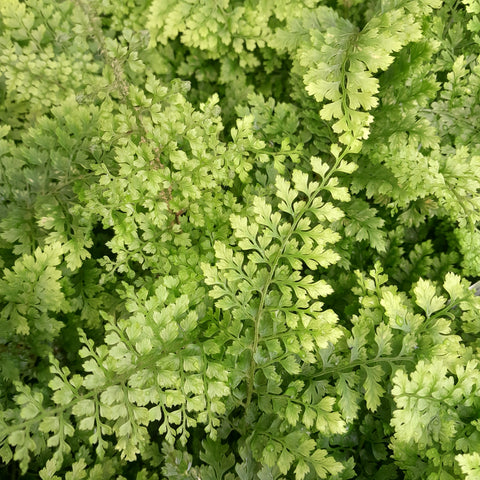 Polystichum setiferum 'Plumoso-densum'