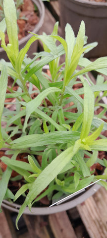 Artemisia dracunculus 'French'