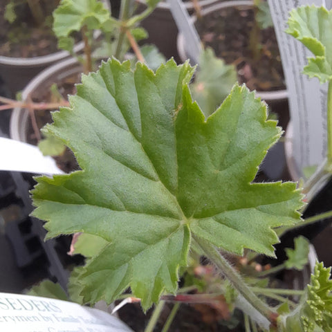 Pelargonium 'Prince of Orange'