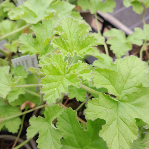 Pelargonium capitatum 'Attar Of Roses'