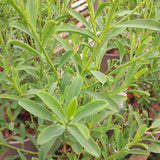 Philotheca myoporoides