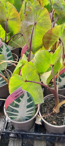 Colocasia 'White Lava'