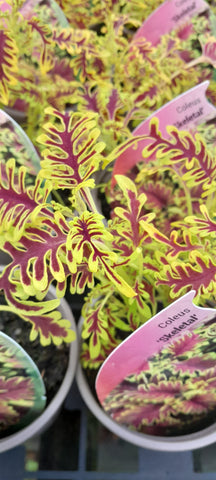Coleus 'Skeletal'