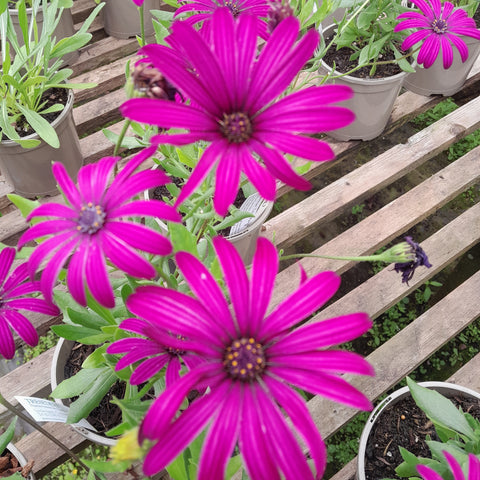 Osteospermum 'Tresco Purple'