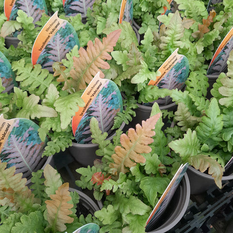 Blechnum brasiliense 'Volcano'