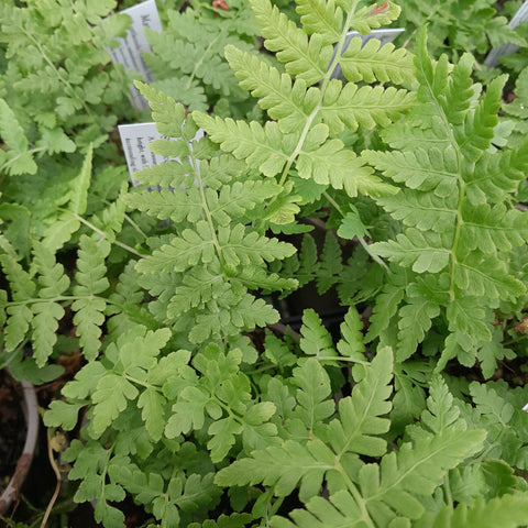 Matteuccia struthiopteris