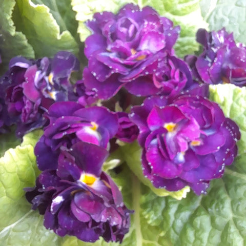 Primula Belarina™ 'Amethyst Ice'