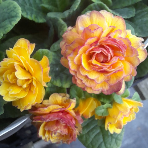 Primula Belarina™ 'Nectarine'