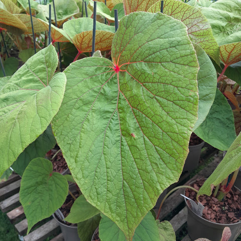 Begonia 'Torsa'