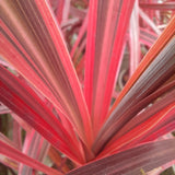 Cordyline 'Salsa'