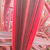 Cordyline 'Salsa'