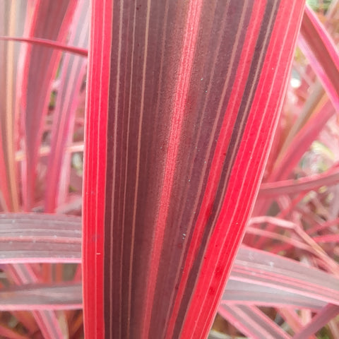 Cordyline 'Salsa'