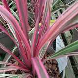 Cordyline australis 'Can Can'
