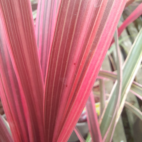 Cordyline australis 'Can Can'