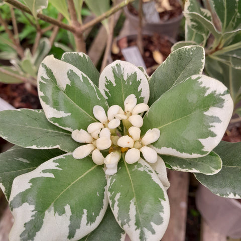Pittosporum tobira 'Variegatum'