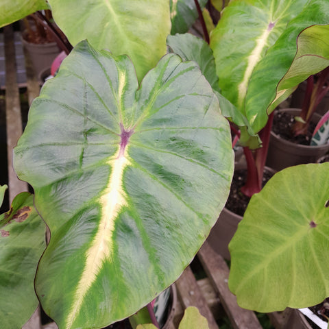 Colocasia 'White Lava'