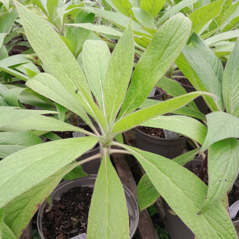 Echium pininana
