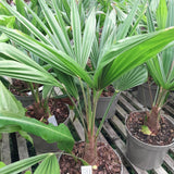 Trachycarpus fortuneii