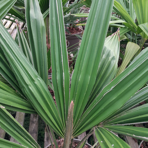 Trachycarpus fortuneii