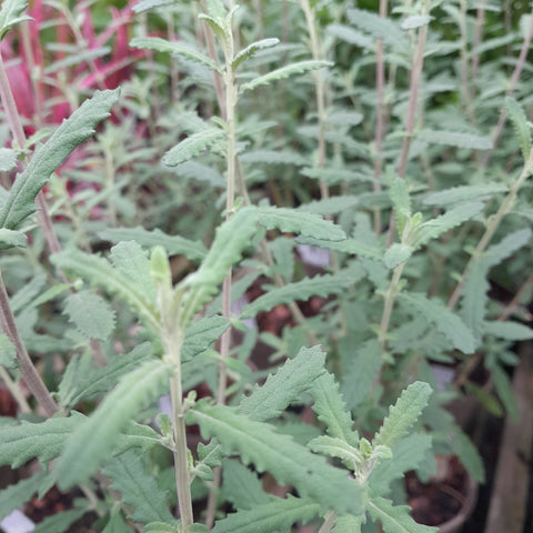 Olearia phlogopappa 'Comber's Pink'