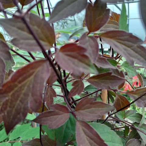 Clematis montana 'Rosebud'