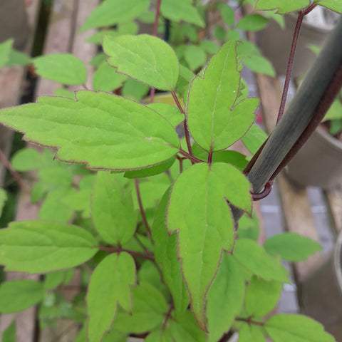 Clematis montana 'Silver Star'